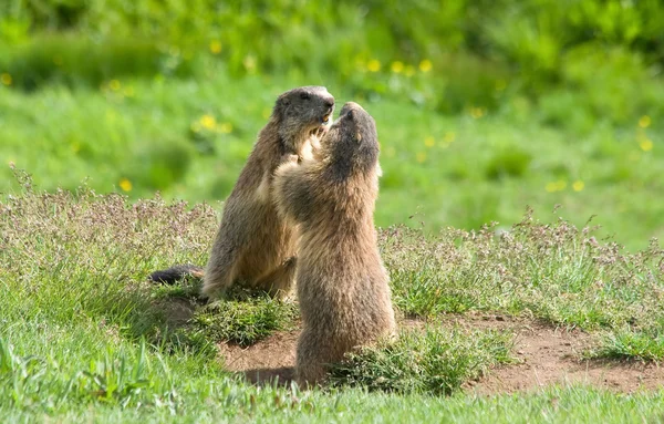 Marmotas — Fotografia de Stock