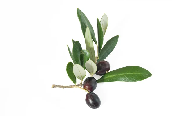 Zweig mit Oliven — Stockfoto