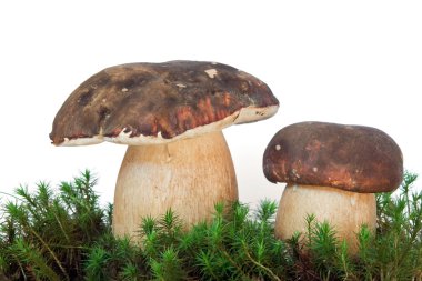 Boletus mantarı var aereus