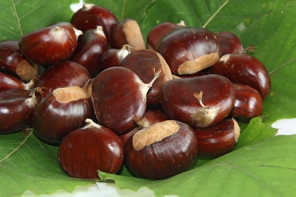 Chestnuts with leaves — Stock Photo, Image