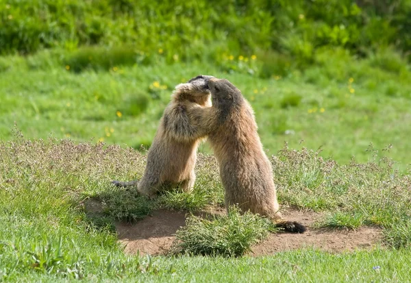 Two marmots — Stock Photo, Image