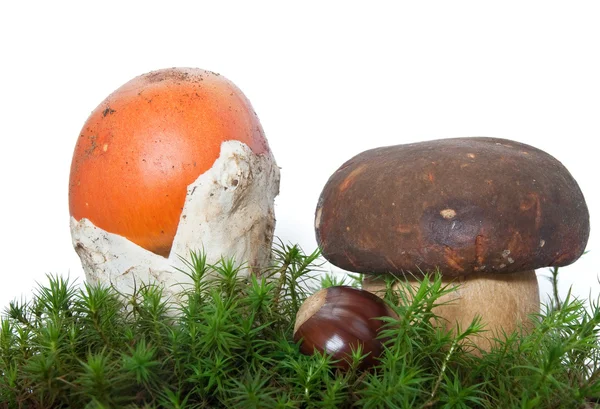 버섯과 밤나무와 boletus — 스톡 사진