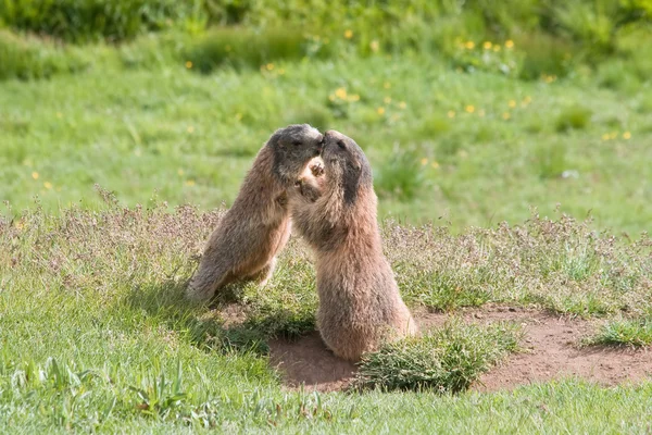 Marmotas jóvenes — Foto de Stock