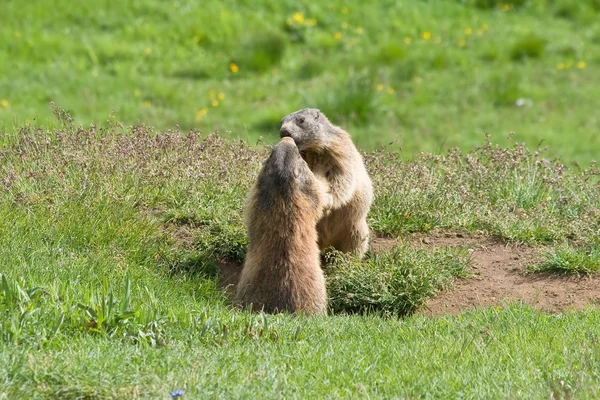 Marmotte — Foto Stock