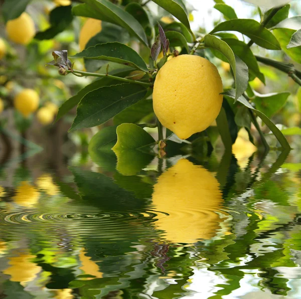 Lemon reflected — Stock Photo, Image