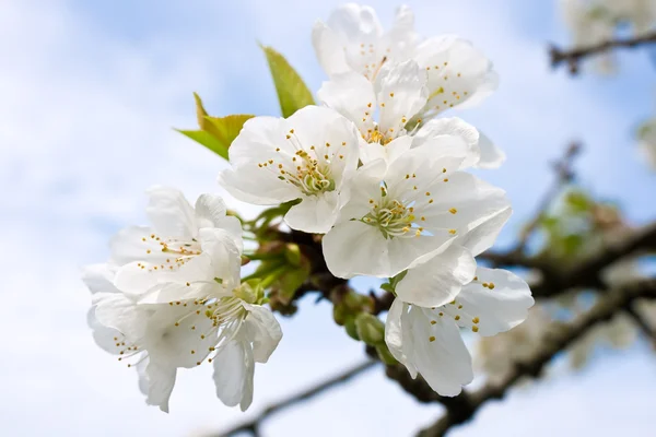 stock image Cherry tree flowers