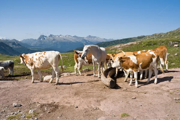 Cows and horse — Stock Photo, Image