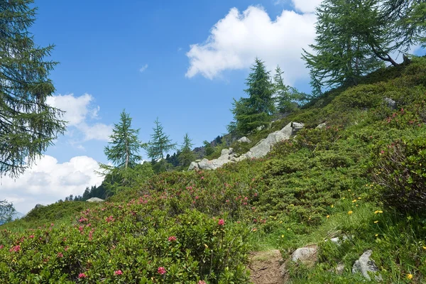 Flora alpina —  Fotos de Stock