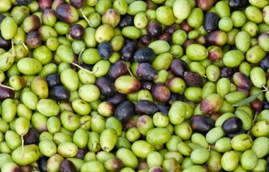 Olives clipart