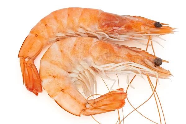 Two shrimps — Stock Photo, Image