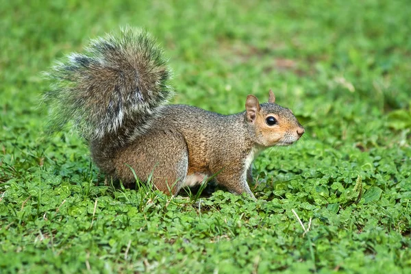 Grijze eekhoorn — Stockfoto