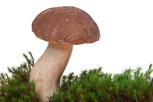 Білий гриб з Мосс — стокове фото