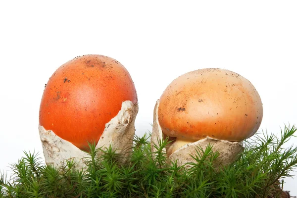 모스와가 이사 랴 버섯 독 버섯의 일종 — 스톡 사진