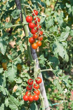 Cherry tomato crop clipart