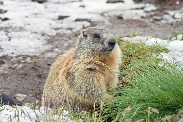 Marmotte sur terre enneigée — Photo