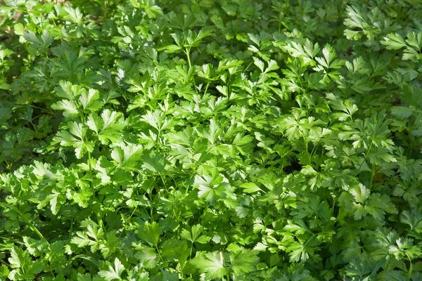 stock image Parsley