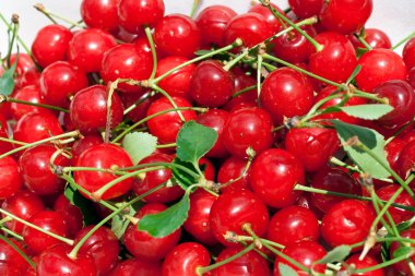 Sour cherries clipart