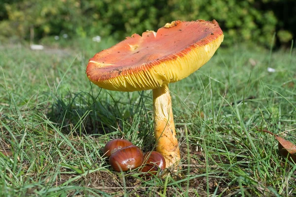 독 버섯의 일종이 이사 랴 — 스톡 사진