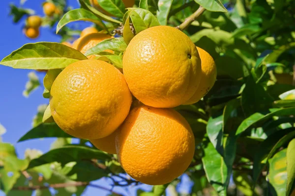 stock image Oranges on a tree