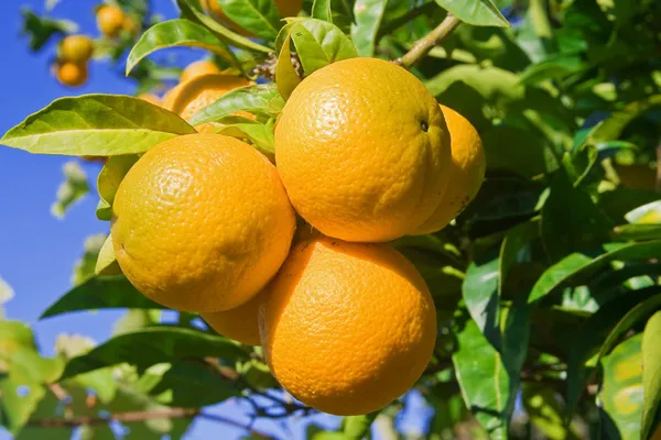 Apelsiner på ett träd Royaltyfria Stockfoton