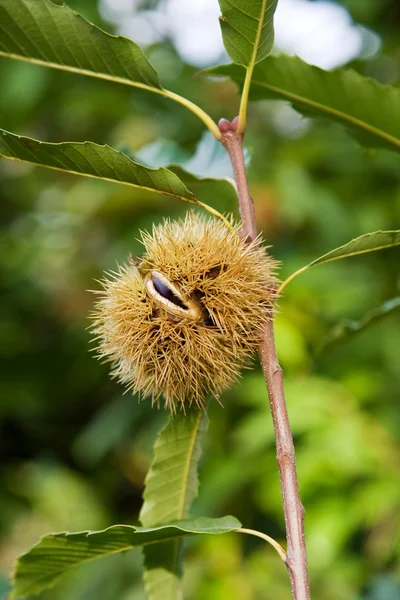 stock image Branch with chestnut husk