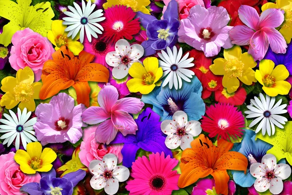 Escena floral — Foto de Stock