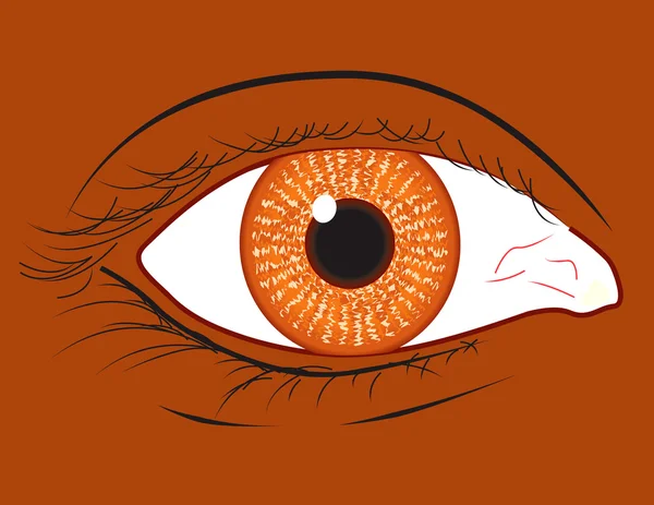 Eye close up — Stock Vector