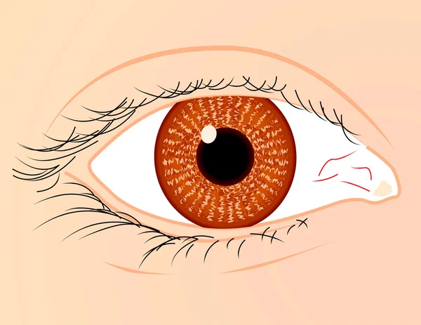 Eye close up — Stock Vector