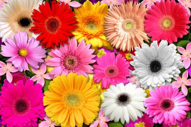 Gerbera´s garden clipart