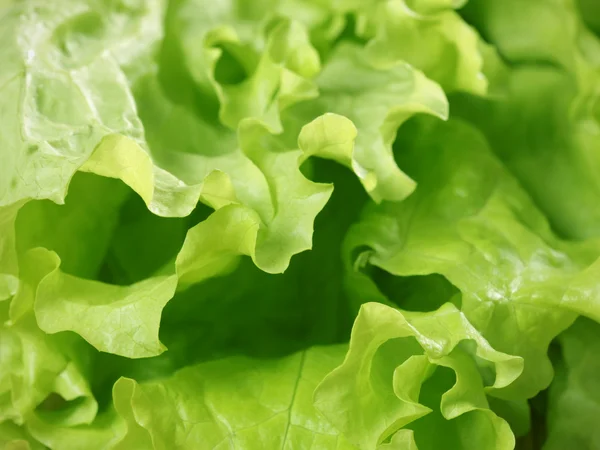 stock image Lettuce