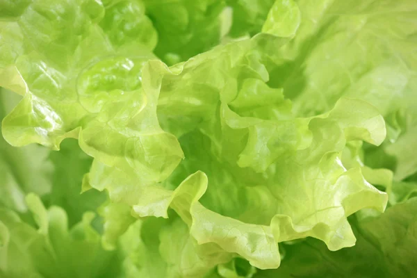 stock image Lettuce