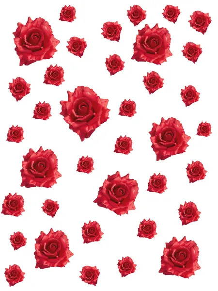 stock image Red roses on white background