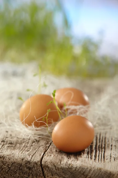 新鮮な茶色の卵 — ストック写真