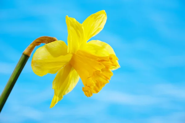 Keltainen daffodiili — kuvapankkivalokuva