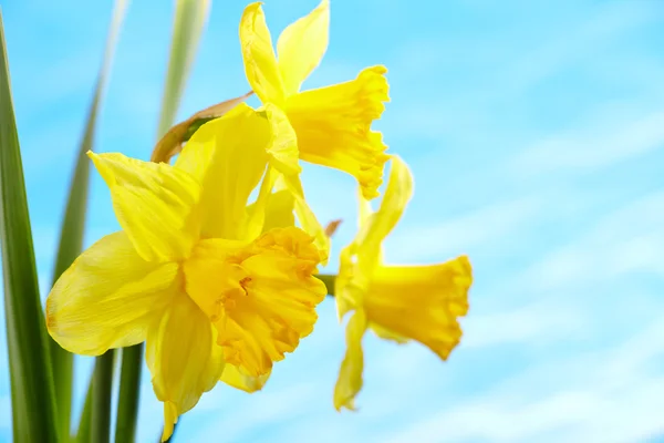 Keltaiset daffodilit — kuvapankkivalokuva