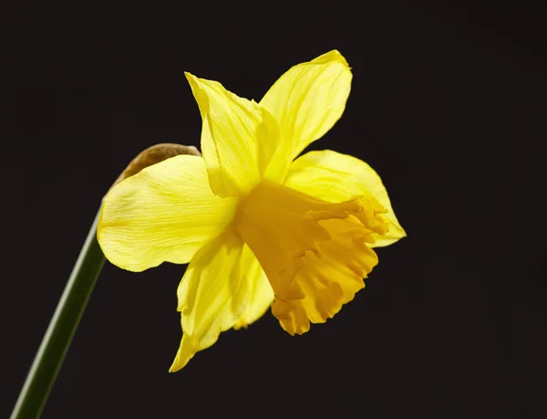 Narciso amarillo —  Fotos de Stock
