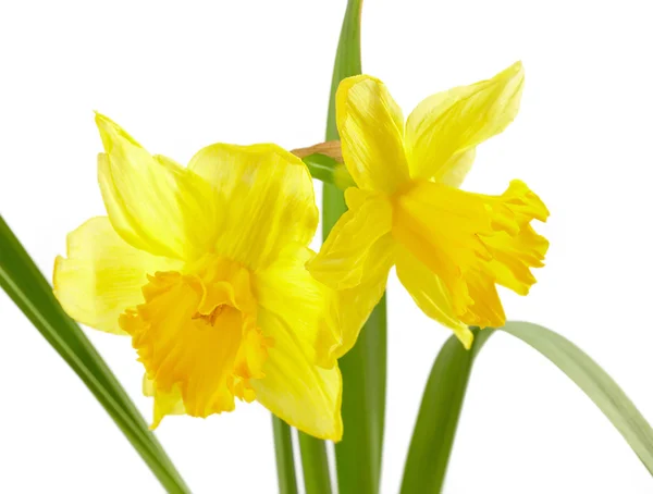 Keltainen daffodiili — kuvapankkivalokuva