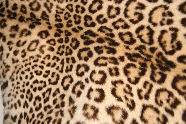 Pele de leopardo Fotos De Bancos De Imagens