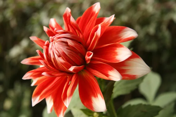 Muhteşem canlı çiçek — Stok fotoğraf
