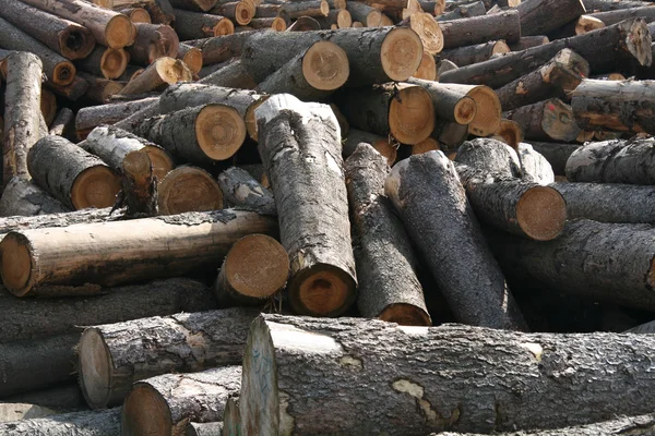 Timber factory — Stock Photo, Image
