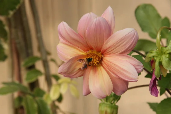 Csodálatos élénk virág — 스톡 사진