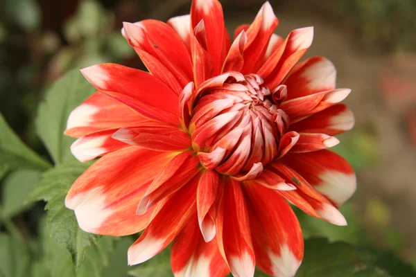 Сплиндистый яркий цветок — стоковое фото