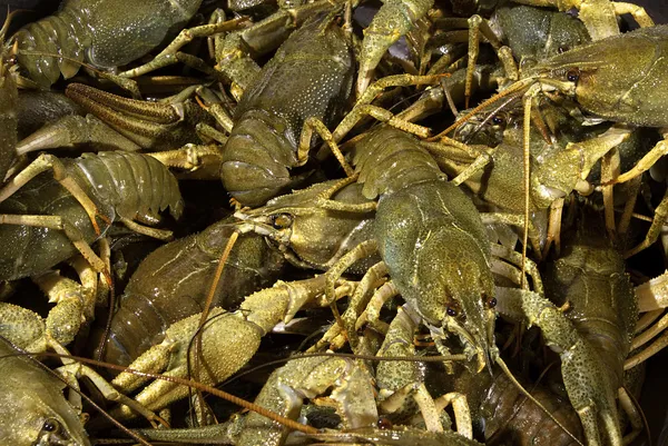 stock image Crayfish