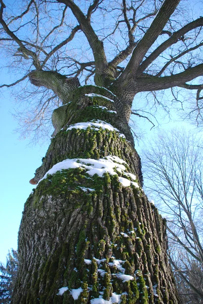 Coroas de árvore de inverno no céu azul profundo — Fotografia de Stock