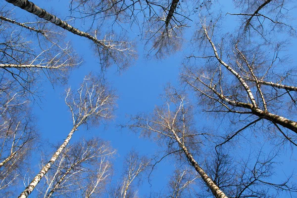 stock image Winter tree crowns on deep blue sky