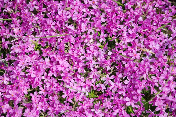 Kwiaty wzór tło — Zdjęcie stockowe