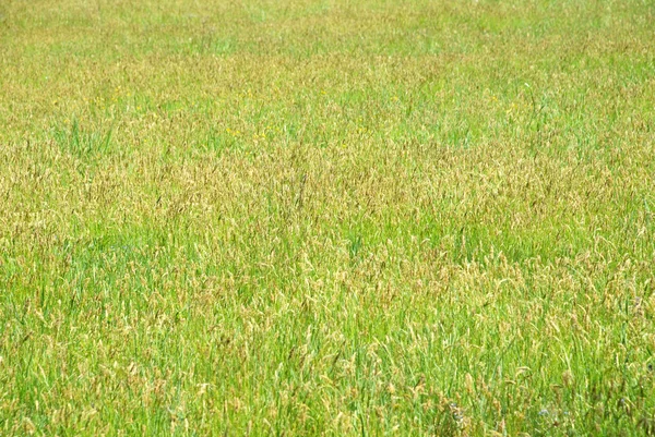 Spring green grass — Stock Photo, Image
