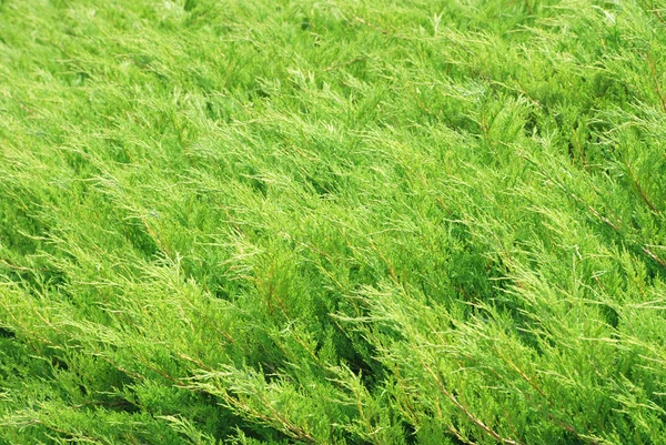 Green bushes — Stock Photo, Image