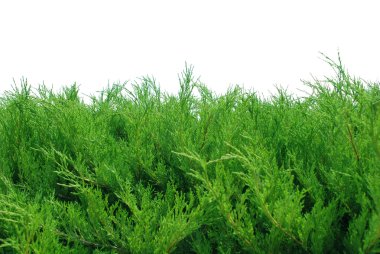 Green bushes isolated on white clipart