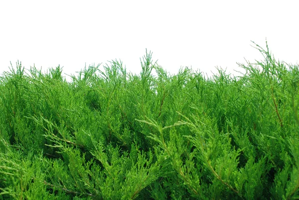 stock image Green bushes isolated on white